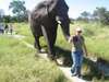 Tracy Payne - walking with one of the elephants at Abu Camp in Botswana